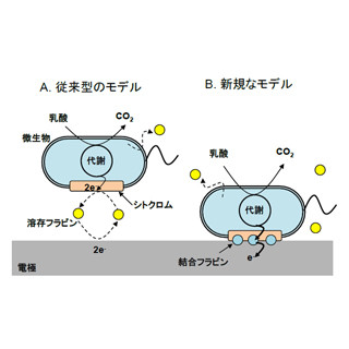 細胞から高効率に電子を引き抜くことが可能に -東大、微生物の仕組みを解明