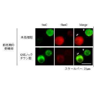 iPS細胞樹立の効率改善などに期待 - 近大が受精卵の書換関与遺伝子を発見