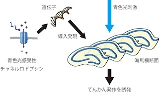 東北大、光遺伝学を利用して再現性の高いてんかん発作モデルを開発