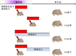 精神疾患は発達期の限られた期間での神経の発達異常が原因か - 東北大