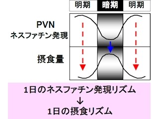 体内時計の障害が肥満における摂食リズム障害の一因となる - 自治医大