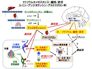 「アンジオテンシンII」が塩味感覚を変化させてNa+摂取量を制御する -九大