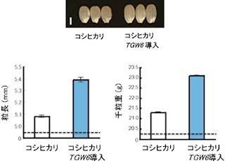 生物研など、米の長さと重さをアップさせる遺伝子「TGW6」を発見