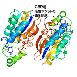 東大、X線結晶構造解析を用いて新規セリン生合成酵素に重要な因子を特定