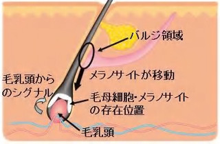 ポーラ、白髪の改善ができる加水分解黒米エキスを開発