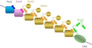 阪大、DNA/ゲノムの安定化に関わる新しいタンパク質複合体「PCCS」を同定