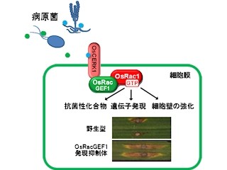 イネの免疫システムはわずか3分で病原菌の感染を感知する - NAISTが発見