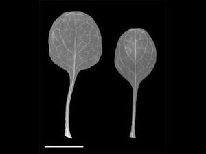 理研など、植物の葉では表皮と内部の組織が協調して成長していることを発見