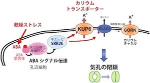 植物ホルモン「アブシジン酸」がK+輸送体を制御することを解明 - 東大など