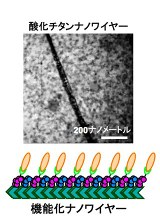 北大、アルツハイマー病関連ペプチドを操って機能性ナノワイヤを作製