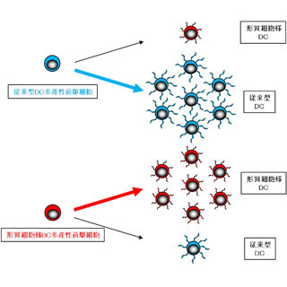 がんや自己免疫病の新治療法に期待 - TMDUが樹状細胞の源となる細胞を発見