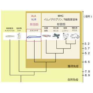 無顎類は有顎類と異なる独自の獲得免疫システムを有する - 東大が発見