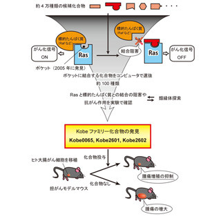 神戸大、がん発症遺伝子の原因タンパク質の働きを止められる物質を同定