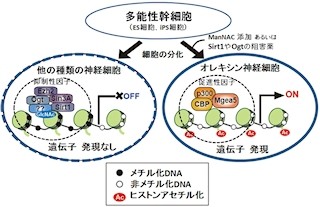 東大、多能性幹細胞から「オレキシン神経細胞」の作出に成功