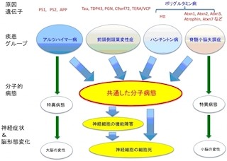 TMDUなど、複数の神経変性疾患グループにまたがる病態シグナルを解明