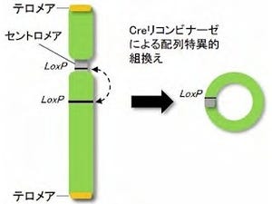 岡山大、植物では初となる人工染色体の創出に成功