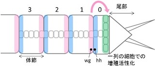 理研、ゴカイの無限増殖が可能な体節の作られ方の新たな仕組みを解明