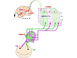 NIBB、小型ザル・マーモセットの「眼優位性カラム」が存在することを確認