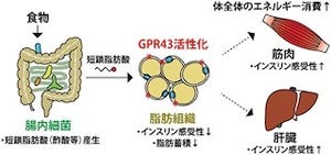 京大など、脂肪酸受容体「GPR43」が肥満を防ぐ機能を有することを解明