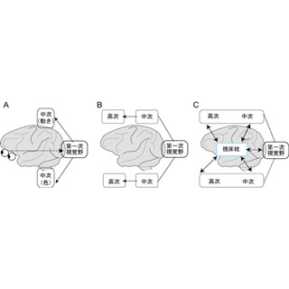 産総研、眼前の様子をどの程度理解しているのかを決定する脳の部位を特定