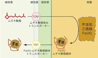 東大、鉄分不足の不良土壌でもトウモロコシがちゃんと育つためのカギを発見