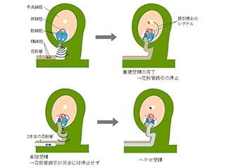 JSTと名大、植物で卵細胞と中央細胞に異なる精細胞を受精させる技術を開発