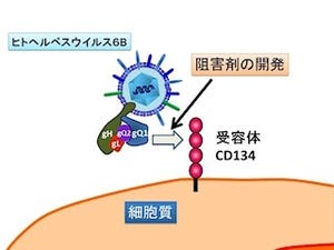 神戸大、「ヒトヘルペスウイルス6B」の感染ルートを解明
