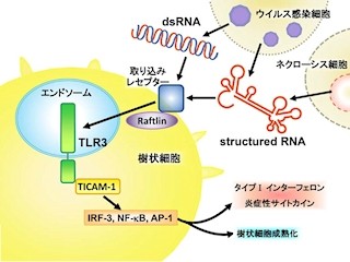 微生物認識受容体「TLR3」はウイルス由来の1本鎖RNAを検知する - 北大など