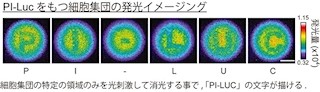 ホタルの光のタンパク質で動物の体内のpH値を生きたまま測定 - 東大など