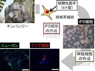 慶応大と京大、希少霊長類のチンパンジーのiPS細胞を作成することに成功