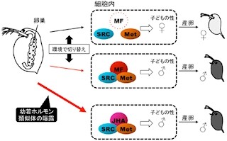 性かく乱物質「幼若ホルモン類似体」はミジンコに多大に影響 - NIBBなど