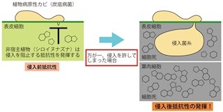 京大、植物がカビの侵入を許した後の「侵入後抵抗性」に必要な因子を発見