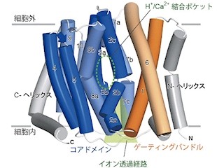 東大など、「プロトン-カルシウム交換輸送体」の立体構造を解明