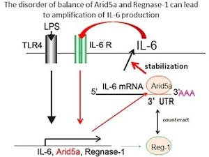 「Arid5a」は自己免疫疾患を引き起こすカギ分子の可能性大 - 阪大