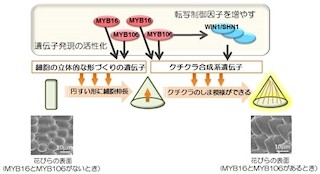 産総研など、植物の表面を覆う「クチクラワックス」形成のカギ遺伝子を発見