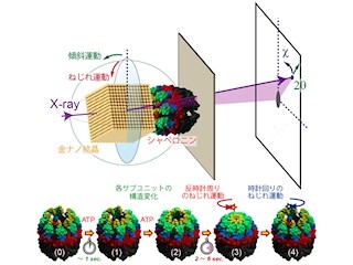 東大など、タンパク質「シャペロニン」の内部運動の高精度計測に成功