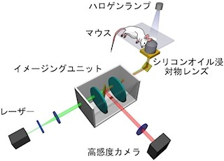 東大、非侵襲で細胞レベルの観測ができるイメージング装置を開発