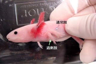 岡山大、有尾両生類で四肢を再生させられる3つの因子を発見