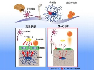 岡大など、造血幹細胞の機能制御に骨細胞が関与していることを究明