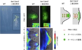 植物ホルモン「オーキシン」の流れは2つの因子で作られている - 阪大など