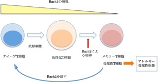 理研、遺伝子「Bach2」がアレルギーなどに関与していることを解明