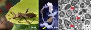 産総研など、害虫「ホソヘリカメムシ」の腸内細菌の共生に必要な物質を解明