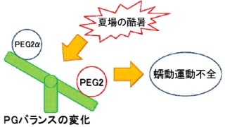 岡山大、ウシの受胎率が夏場に低くなる原因の一端を解明