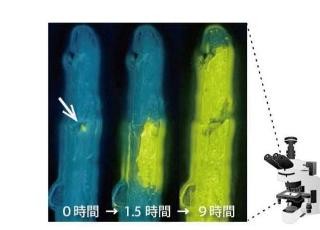 北大、結晶中の分子の"ドミノ倒し"の観測に成功