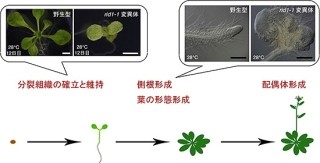 理研と東大、植物の発生などは「pre-mRNAスプライシング」が重要と解明