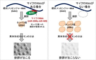 マイクロRNAが排卵の誘発に必須だった - 阪大が発見