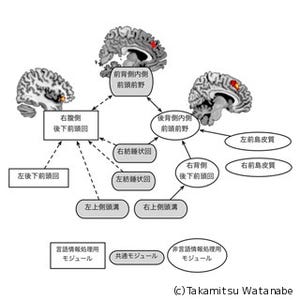 東大、皮肉や冗談を理解するための脳神経ネットワークの解明に成功