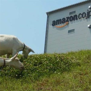 Amazon、ヤギでエコ除草 - 岐阜・多治見FCに約10頭のヤギが