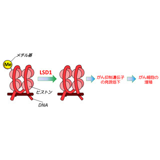 京都府立医科大、子宮頸がんの治療向けドラッグデリバリ分子システムを開発