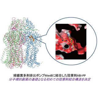 阪大、緑膿菌/大腸菌の多剤排出タンパク質の阻害剤の結合構造の決定に成功